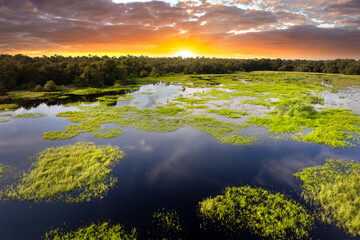 Florida wetlands with water between green wild vegetation. Tropical ecosystem at sunset