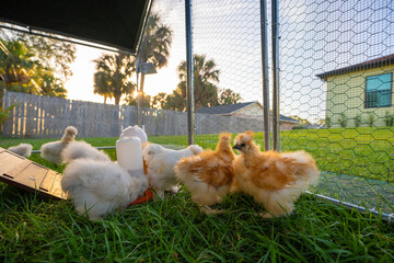 Silkie chicks in free range chicken coop. Poultry hen house with green grass in backyard garden
