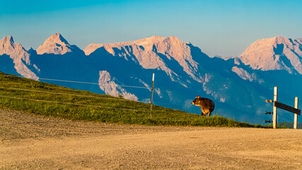 Alpine summer evening view with cows and a far view of the Berchtesgadener Alpen mountains seen from Mount Asitz, Leogang, Zell am See, Pinzgau, Salzburg, Austria