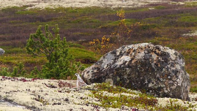 A partridge lurked in the polar tundra on an autumn cloudy day.
