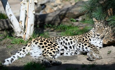 A cheetah sleeping