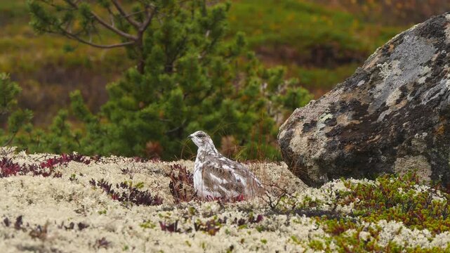 A partridge lurks warily in the moss of the polar tundra on a cloudy autumn day.