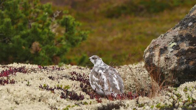 A partridge lurked in the polar forest on an autumn cloudy day.