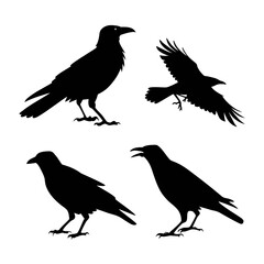 Fototapeta premium silhouettes of birds