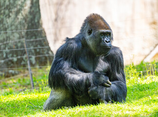 Western Lowland Gorilla relaxing in a zoo exhibit. Gorillas live in family groups called troops and males are driven out at maturity. Critically endangered due to habitat loss and poaching.