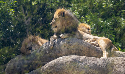 Three African male Lions resting on rocks at the zoo. Lions are social animals living in groups called prides of related female lions and male lions that can be driven out by other dominant males.