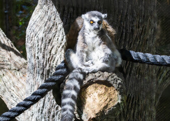 Ring-tailed lemur sitting on a log at an exhibit at the zoo. Lemurs are prosimians an ancient...