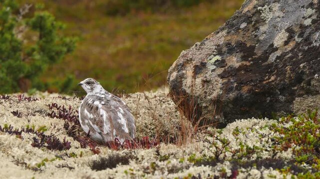 A thoughtful partridge in the polar tundra on a cloudy autumn day.