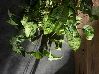 Syngonium butterfly plant in sunlight. Houseplant hobby concept. Handheld mobile photo, selective...