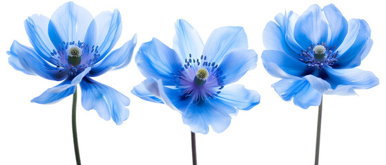 blue iris flower isolated on white