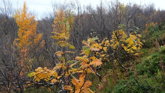 Yellow rowan leaves sway in the strong wind in the tundra on a rainy, cloudy day in late autumn.