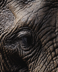 Elephant Wrinkled Skin Macro Shot