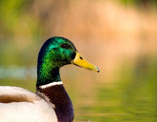 Close-up profile of a mallard duck