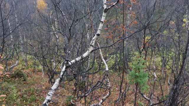 Crooked trees of northern latitudes in the tundra on a rainy cloudy day in late autumn.