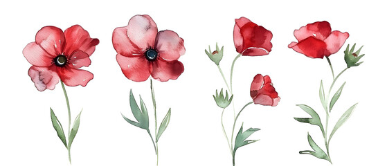 red tulips on white background