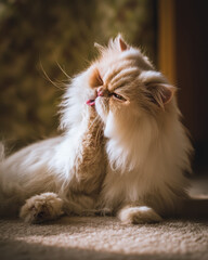 Persian Cat Grooming Macro