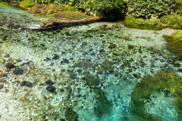 Crystal clear spring water at Blue Eye (Syri i Kaltër) in southern Albania, surrounded by lush green nature and vibrant textures.