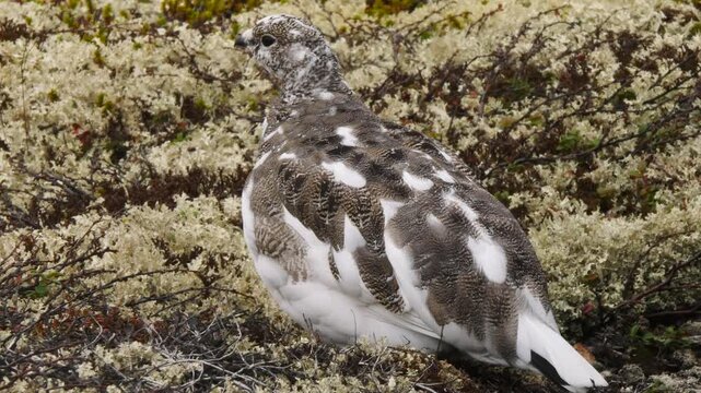 A tundra ptarmigan lurks in the moss on a cloudy late autumn day.