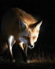 Fototapeta premium Fox Hunting at Night