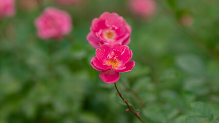 pink flower in the field