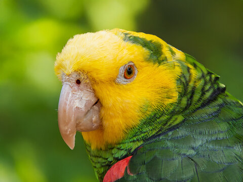 Close up portrait view of Green yellow color parrot, wild macaw, Yellow headed amazon parrot stretching after meal.