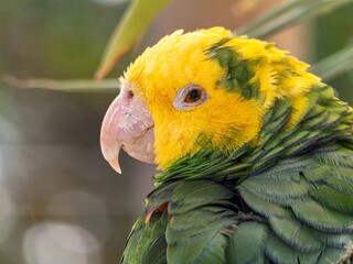 Close up portrait view of Green yellow color parrot, wild macaw, Yellow headed amazon parrot stretching after meal.