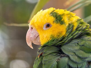 Close up portrait view of Green yellow color parrot, wild macaw, Yellow headed amazon parrot stretching after meal.