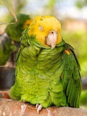 Close up portrait view of Green yellow color parrot, wild macaw, Yellow headed amazon parrot...