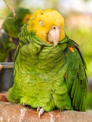 Close up portrait view of Green yellow color parrot, wild macaw, Yellow headed amazon parrot...