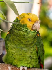 Close up portrait view of Green yellow color parrot, wild macaw, Yellow headed amazon parrot...