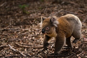 Koala Walking on Forest Floor