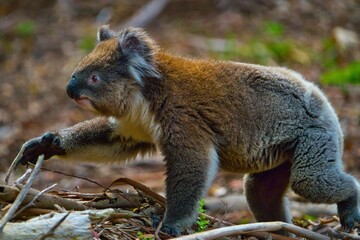 Koala on the Move in Natural Habitat