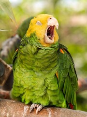 Close up portrait view of Green yellow color parrot, wild macaw, Yellow headed amazon parrot...