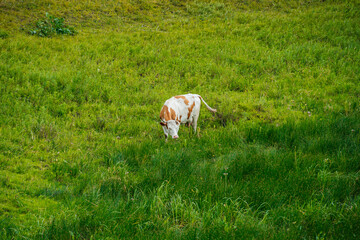 Obraz premium cows graze in a green field