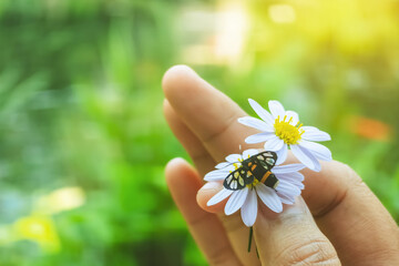 Nine spotted moth or Syntomis phegea on chamomile or daisy flower in hand of woman with green...