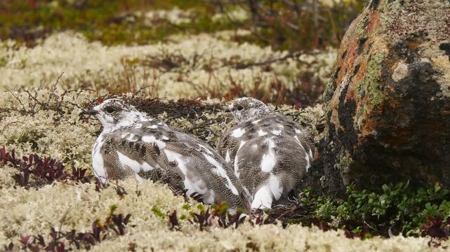 Tundra ptarmigan, having changed their color in anticipation of the first snow, hid in the moss behind a rock on a cloudy day in late autumn.
 