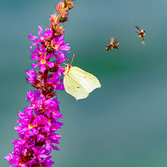Gonepteryx rhamni, common brimstone butterfly, on a sunny summer day