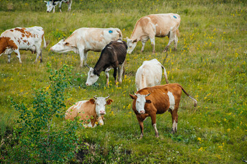 Obraz premium cows graze in a green field