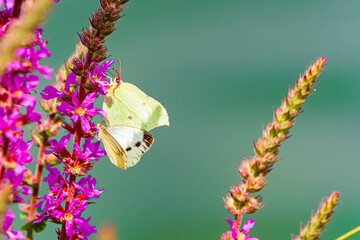 Gonepteryx rhamni, common brimstone butterfly, on a sunny summer day