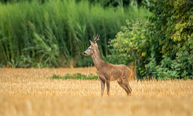  Roe deer buck on the field during mating season