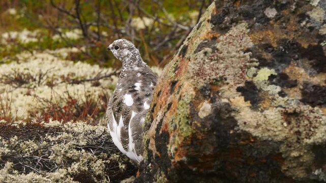 Tundra ptarmigan are changing colour in anticipation of the first snow. They were lurking in the moss behind a rock on a cloudy late autumn day.