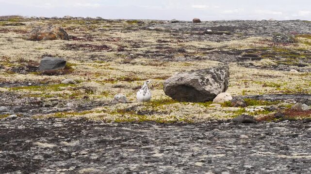 A tundra ptarmigan, having changed its colouring in anticipation of the first snow, sits on a rock on a cloudy day in late autumn.