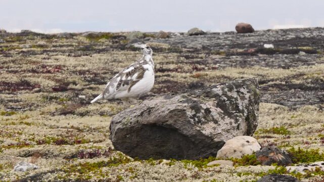 A tundra ptarmigan, having changed its colouring in anticipation of the first snow, sits on a rock on a cloudy day in late autumn.