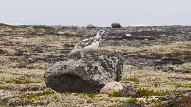 A tundra ptarmigan, having changed its colouring in anticipation of the first snow, sits on a rock on a cloudy day in late autumn.