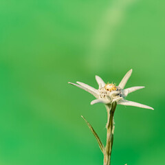 Leontopodium alpinum, Edelweiss, in front of a green background