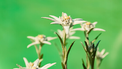 Leontopodium alpinum, Edelweiss, in front of a green background