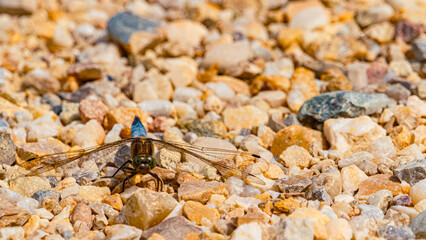 Libellula fulva, blue chaser dragonfly, on a sunny summer day