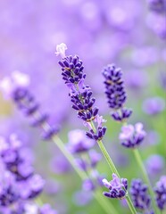 Obraz premium A vibrant cluster of lavender flowers in full bloom, showcasing their rich purple hues and delicate petals, surrounded by lush green foliage in a sunny garden.