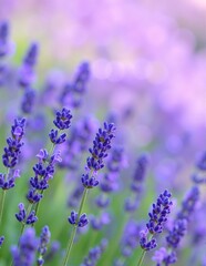 Obraz premium A serene wallpaper featuring vibrant lavender flowers in full bloom, showcasing their delicate petals and soothing purple hues against a soft background.