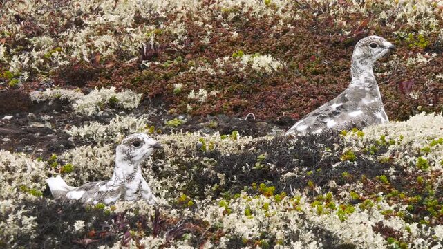 Tundra ptarmigans, which have changed their coloring on the eve of the first snow, hide in thickets of moss, cowberry and crowberry on a cloudy day in late autumn.